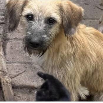 Zara -  Border Terrier Dog for Adoption in Williston, Vermont - Zara | PetCurious