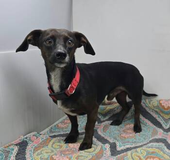 Joshua -  Chihuahua and Dachshund Dog for Adoption in New York, New York - Joshua | PetCurious
