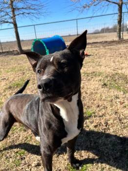 Rescue Mixed Breed Dogs for Adoption in Tunica, Mississippi - Bama | PetCurious