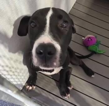 Pit Bull Terrier Dogs Available for Adoption in Frazier Park, California - Cleo | PetCurious