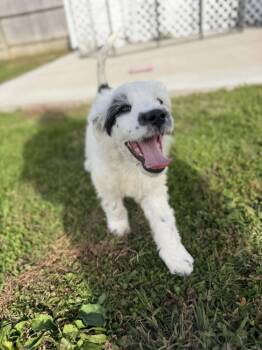 Idaho : Hailey -  Labradoodle and Husky Dog for Adoption in Aurora, Indiana - Idaho : Hailey | PetCurious