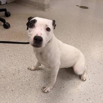 Pit Bull Terrier Dogs Available for Adoption - Uno | PetCurious