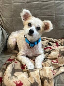 Lincoln -  Bichon Frise and Pomeranian Dog for Adoption in Manchester, Tennessee - Lincoln | PetCurious