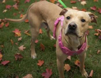 Rescue Pit Bull Terrier and Labrador Retriever Dogs for Adoption in Bowling Green, Kentucky - Mack | PetCurious