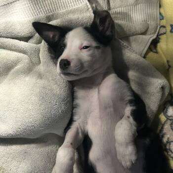 Mixed Breed and Black Labrador Retriever Dogs Available for Adoption in Salt Lake City, Utah - Blanche | PetCurious
