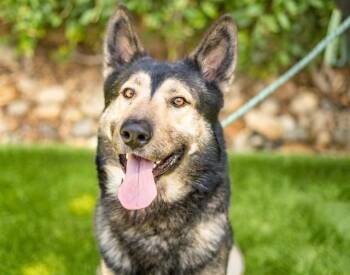 SINATRA -  German Shepherd Dog Dog for Adoption in San Jose, California - SINATRA | PetCurious