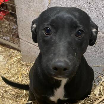 Black Labrador Retriever Dogs Available for Adoption - Evie  | PetCurious