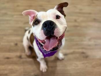 Ocho Mucho Smoocho -  American Bulldog Dog for Adoption in Friendswood, Texas - Ocho Mucho Smoocho | PetCurious
