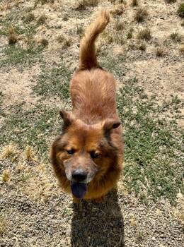 Ludo -  Chow Chow and Mixed Breed Dog for Adoption in Newberg, Oregon - Ludo | PetCurious