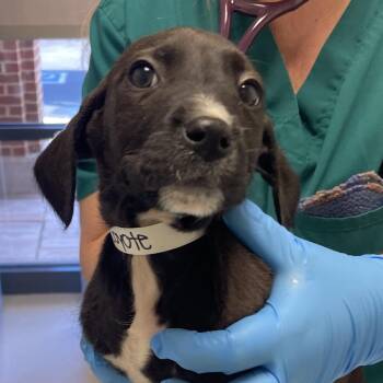 Spaniel and Terrier Dogs Available for Adoption - Wiley Coyote | PetCurious