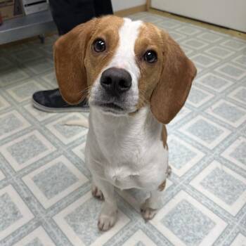 Beagle Dogs Available for Adoption - Kesha | PetCurious