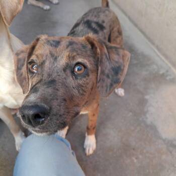 Retriever Dogs Available for Adoption in Casa Grande, Arizona - Dinkel | PetCurious