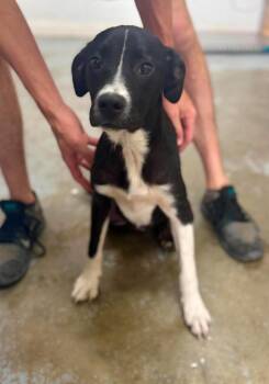 Taffy (AVAILABLE 6/29) -  Mixed Breed Dog for Adoption in Leverett, Massachusetts - Taffy (AVAILABLE 6/29) | PetCurious