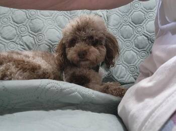 Romeo -  Poodle Dog for Adoption in Marine City, Michigan - Romeo | PetCurious