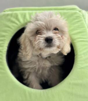 Havanese Dogs Available for Adoption in Palo Alto, California - Popcorn: Butter | PetCurious