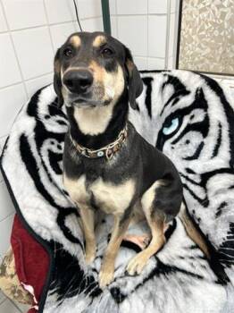BELLZ -  German Shepherd Dog and Mixed Breed Dog Available for Adoption in Canfield, Ohio - BELLZ | PetCurious