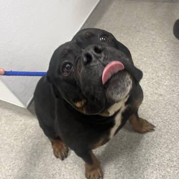 Attila the Honey Bun -  Pit Bull Terrier Dog for Adoption in Matteson, Illinois - Attila The Honey Bun | PetCurious
