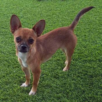 Rosewood -  Chihuahua and Mixed Breed Dog for Adoption in Las Vegas, Nevada - Rosewood | PetCurious