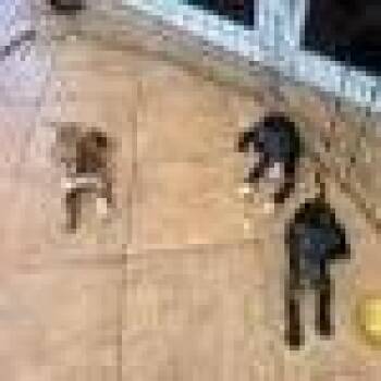 Ash -  American Bulldog and Mixed Breed Dog for Adoption in West Palm Beach, Florida - Ash | PetCurious