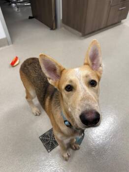 PICKLEBALL -  German Shepherd Dog and Husky Dog for Adoption in Baytown, Texas - PICKLEBALL | PetCurious
