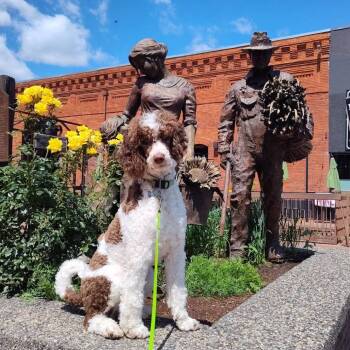 Standard Poodle Dogs Available for Adoption in West Richland, Washington - Dolly | PetCurious