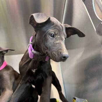 Azalea -  Labrador Retriever Dog for Adoption in Kingman, Arizona - Azalea | PetCurious