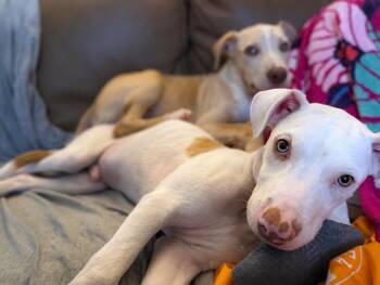 Neyland -  Labrador Retriever and Terrier Dog for Adoption in Jackson, Tennessee - Neyland | PetCurious