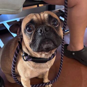 Rescue French Bulldog and Pug Dogs for Adoption in Goleta, California - Meatball | PetCurious