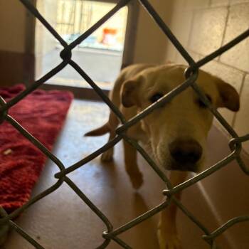 Border Collie Dogs Available for Adoption in Reno, Nevada - Star | PetCurious