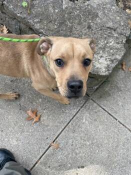 Rescue Mixed Breed Dogs for Adoption in Cincinnati, Ohio - Berrywine | PetCurious