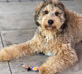 Standard Poodle and Bernese Mountain Dog Dogs Available for Adoption in Phoenix, Arizona - Ludo | PetCurious