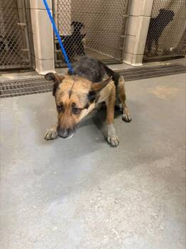 German Shepherd Dog and Mixed Breed Dogs Available for Adoption in Stockton, California - FLO | PetCurious