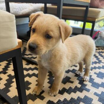 Retriever and Terrier Dogs Available for Adoption in Los Angeles, California - Nigel | PetCurious