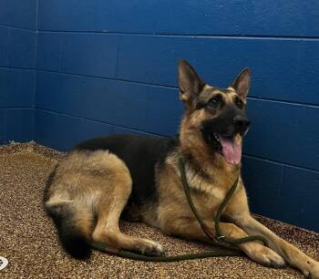 BIRCH -  German Shepherd Dog Dog for Adoption in Hastings, Michigan - BIRCH | PetCurious