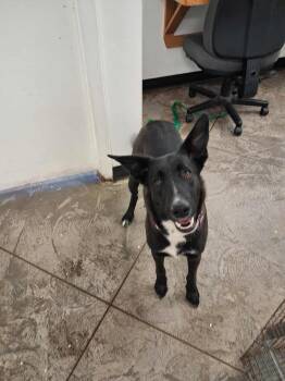 Rescue German Shepherd Dog and Labrador Retriever Dogs for Adoption in Roosevelt, Utah - Little Girl | PetCurious