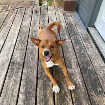 Maggie -  Cattle Dog and Mixed Breed Dog for Adoption in Houston, Texas - Maggie | PetCurious