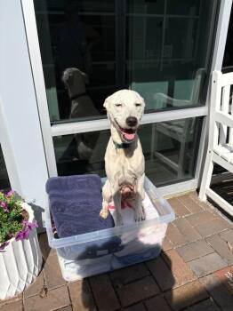 Rescue Hound Dogs for Adoption in New Bern, North Carolina - Koda | PetCurious