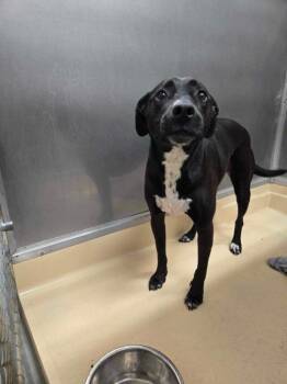 Labrador Retriever Dogs Available for Adoption in Burgaw, North Carolina - Zoe | PetCurious