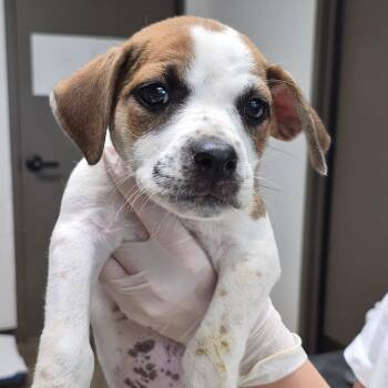 Cinnamon Twist -  Retriever and Mixed Breed Dog for Adoption in Cleveland, Mississippi - Cinnamon Twist | PetCurious