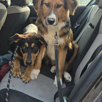 Rescue Doberman Pinscher Dogs for Adoption in Petersburg, Indiana - Ray | PetCurious