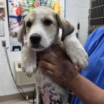 Mike -  Mixed Breed Dog for Adoption in Ardmore, Oklahoma - Mike | PetCurious