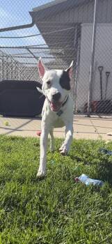Carter -  Mixed Breed Dog for Adoption in Manitowoc, Wisconsin - Carter | PetCurious