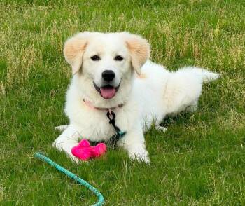 Ahsoka -  Great Pyrenees Dog for Adoption in Kiowa, Oklahoma - Ahsoka | PetCurious
