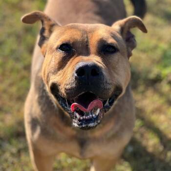 Boone -  English Bulldog and German Shepherd Dog Dog for Adoption in Brentwood, Tennessee - Boone | PetCurious