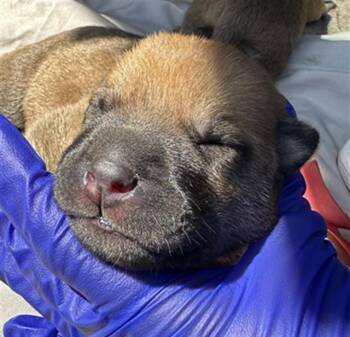 Rescue Mixed Breed Dogs for Adoption in Dallas, Texas - ORANGE | PetCurious