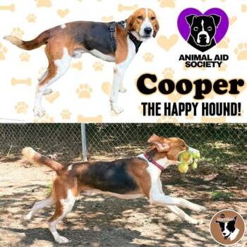 Rescue Hound Dogs for Adoption in Hampton, Virginia - Cooper | PetCurious