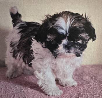 Shih Poo Dogs Available for Adoption - Weston  | PetCurious