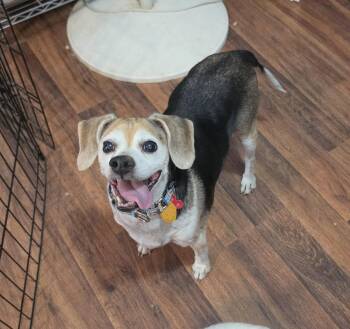 Beans -  Beagle Dog for Adoption in Las Vegas, Nevada - Beans | PetCurious