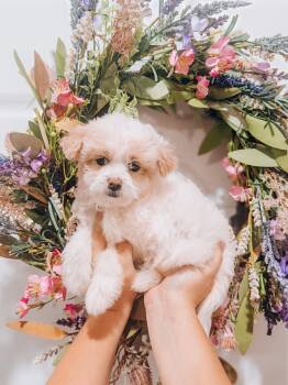 Angel -  Miniature Poodle Dog for Adoption in Goodyear, Arizona - Angel | PetCurious