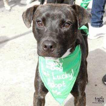 Rescue Labrador Retriever and Shepherd Dogs for Adoption in Washington, District Of Columbia - Dorothy | PetCurious